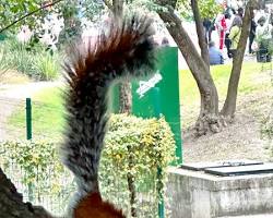 Image of Mexican Squirrel