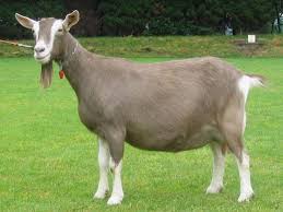 Image result for GOAT
