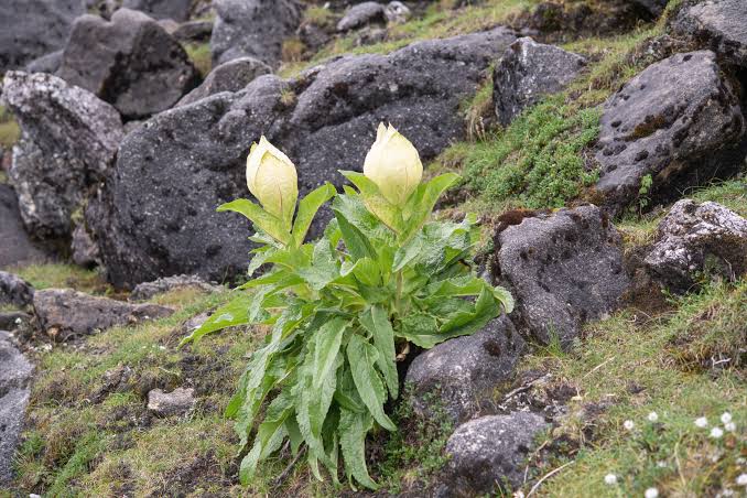 Brahma Kamal