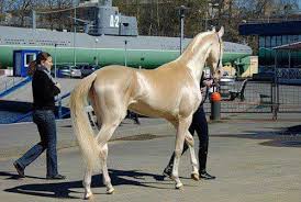  الخيول التركيه من اجمل خيول العالم وولاده حصان سبحان الله Images?q=tbn:ANd9GcR73YXj1aknwJE_pFXMZCjg0EenZ1aathbmM2dLIFX9S9sSx6oCSg