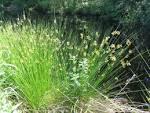 Juncus effusus