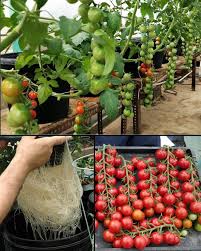 Agriculture Insider on X: "To grow tomatoes without soil in a pot, first, fill the pot with a nutrient-rich hydroponic solution. Then, plant tomato seeds or seedlings in a growing medium like perlite or coco coir. Finally, ensure adequate sunlight, water, and nutrients for healthy tomato growth. https://t.co/v4IUNzEHR8" / X