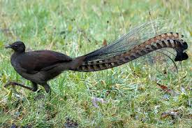 Image result for lyrebird