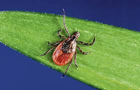 Lyme Disease Awareness: Prevention and What to Know