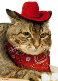 Image result for animals in cowboy hats