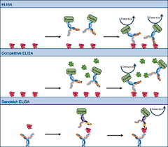 英和画像辞典：(elisa)の関連画像一覧！ – おもしろい英文法