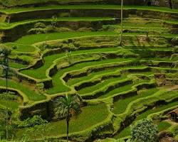 Immagine di Risaie di Tegallalang, Ubud