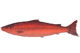 Image result for red herring