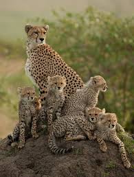 Image result for cheetah