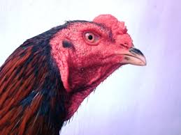Image result for mata petarung ayam bangkok
