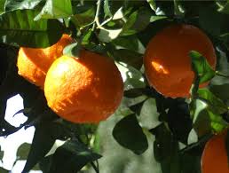 Image result for orange groves in italy