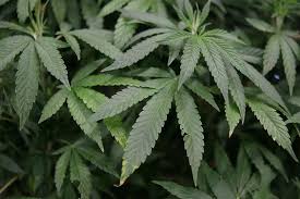 Resultado de imagen de Legalization
