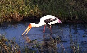 Risultati immagini per marabu