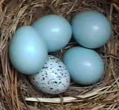 Image result for brown headed cowbird eggs