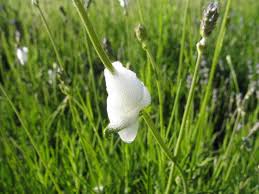 Image result for spittle bug