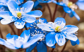 Resultado de imagen de flores azules hermosas