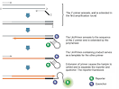 Rt pcr primer