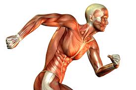 Image result for muscles