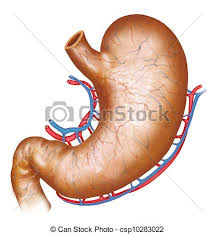 Image result for human stomach