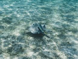 Oceanographic Magazine - News update