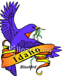 Image result for idaho's state bird