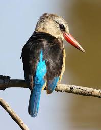 Image result for brown hooded kingfisher