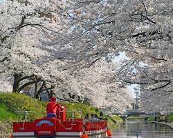 松川べりの桜の画像