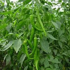 sera bitkileri ile ilgili görsel sonucu