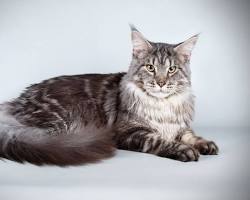 メインクーンの画像