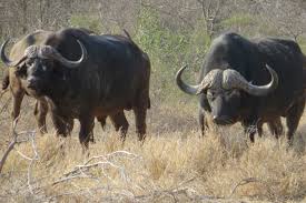 Image result for cape buffalo