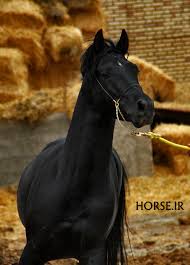 Image result for IRAN HORSES