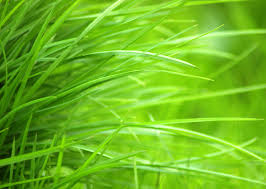Image result for SpringGreen
