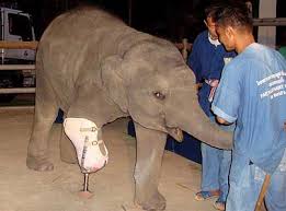 Image result for elephant fracture