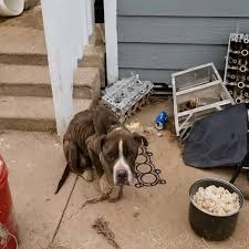 Abandoned dog survives extreme neglect
