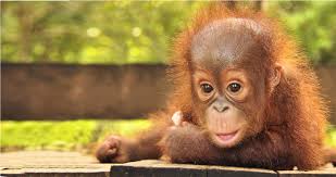 Image result for orangutan