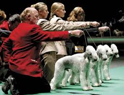 Résultat de recherche d'images pour "dog show"