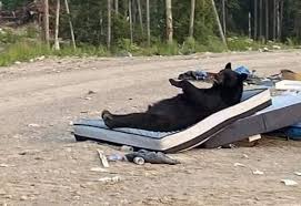 Bear caught lying on mattress in Canada
