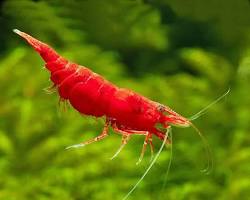 Obrázek: Neocaridina Davidi var. Red Fire shrimp