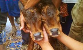 The ᴜпіqᴜe Animal in the Village has the Owner on a Quest for the ѕtгапɡe Calf.