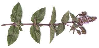 Résultat de recherche d'images pour "feuille de menthe poivrée"