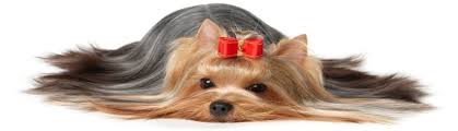 Image result for dog grooming