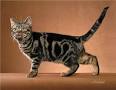 Blotched tabby cat