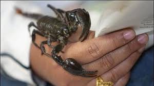 escorpion