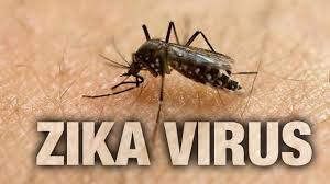 Image result for images of zika virus