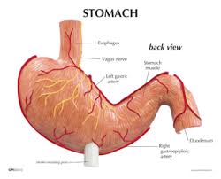 Image result for human stomach