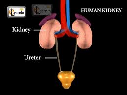 Image result for excretory system kids