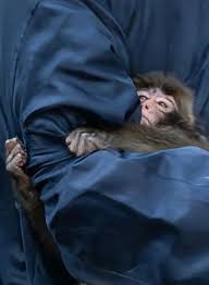 Tuesday updates from Punchi kun ❤️🐒