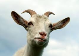 Image result for GOAT