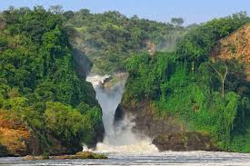 Image result for bwindi impenetrable national park in uganda