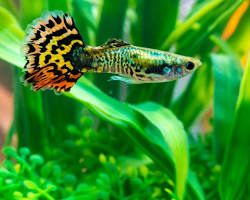 Guppies aquarium pet